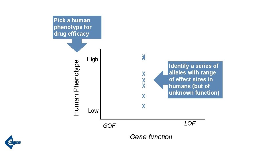 Human Phenotype Pick a human phenotype for drug efficacy X X High X X