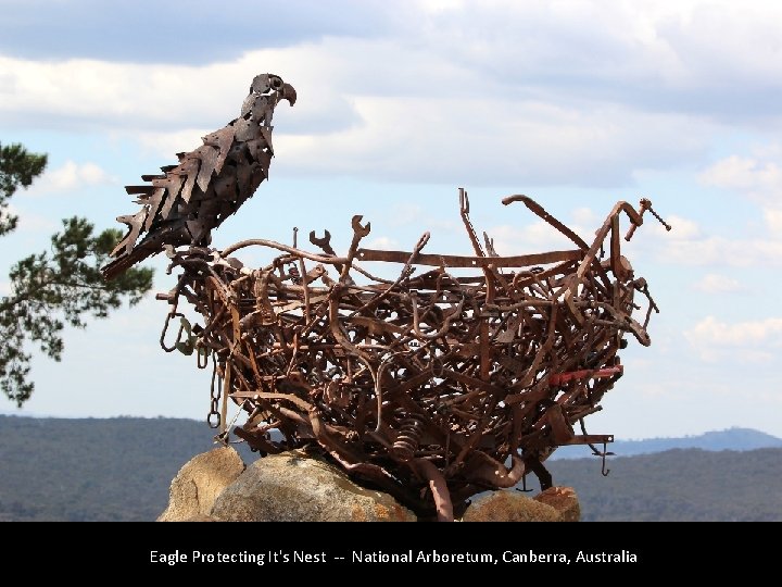 Eagle Protecting It's Nest -- National Arboretum, Canberra, Australia 