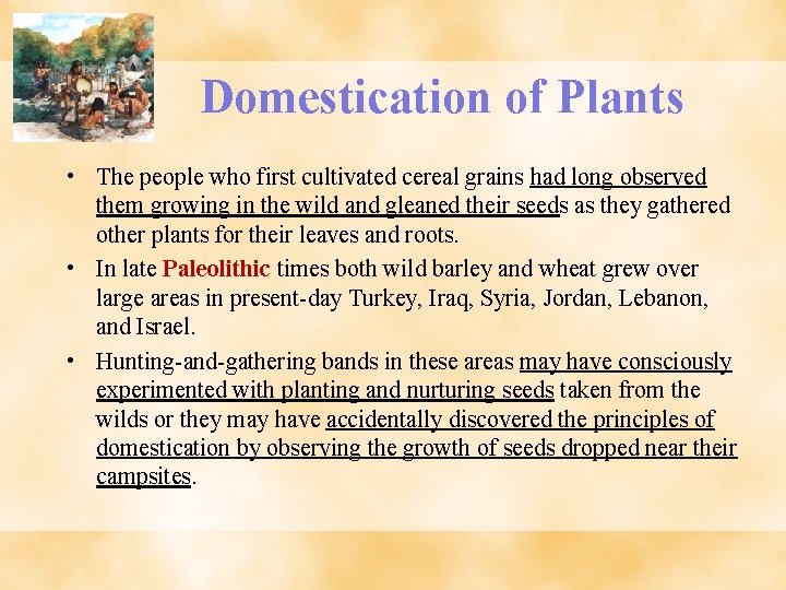 Domestication of Plants • The people who first cultivated cereal grains had long observed