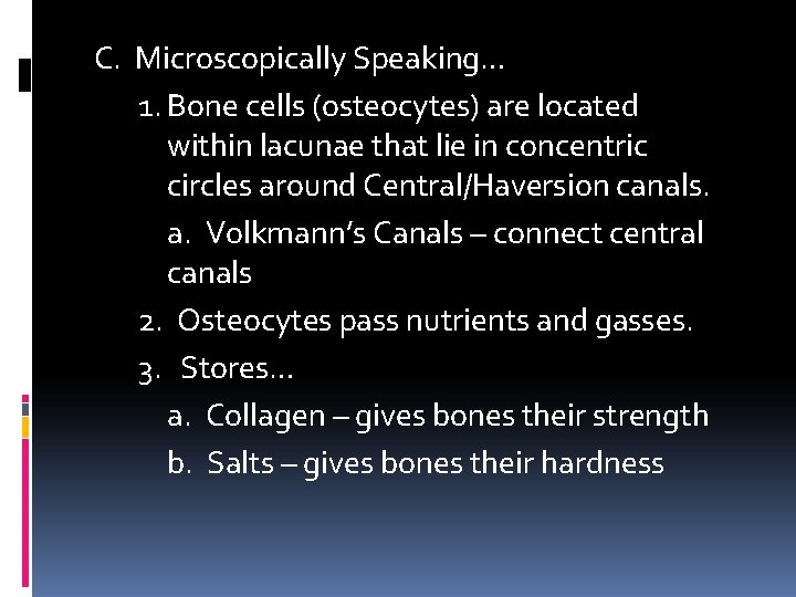 C. Microscopically Speaking… 1. Bone cells (osteocytes) are located within lacunae that lie in C. Microscopically Speaking… 1. Bone cells (osteocytes) are located within lacunae that lie in