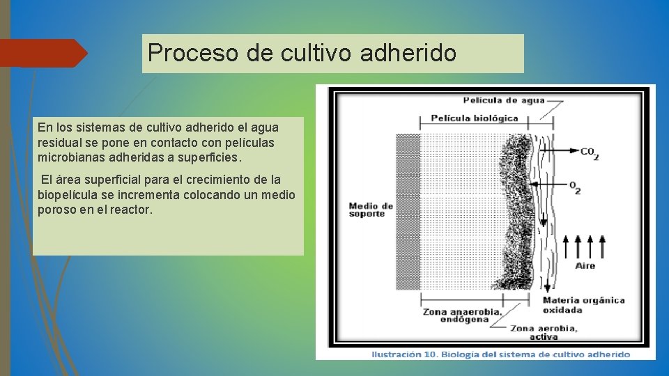 Proceso de cultivo adherido En los sistemas de cultivo adherido el agua residual se