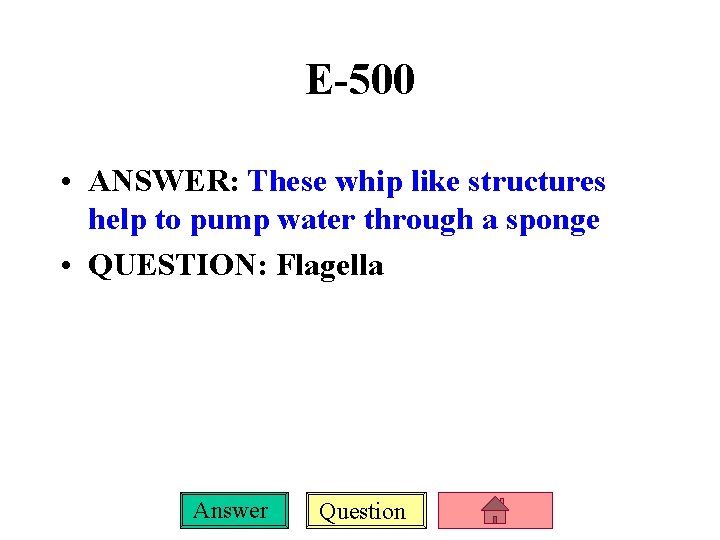 E-500 • ANSWER: These whip like structures help to pump water through a sponge