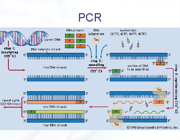 PCR 