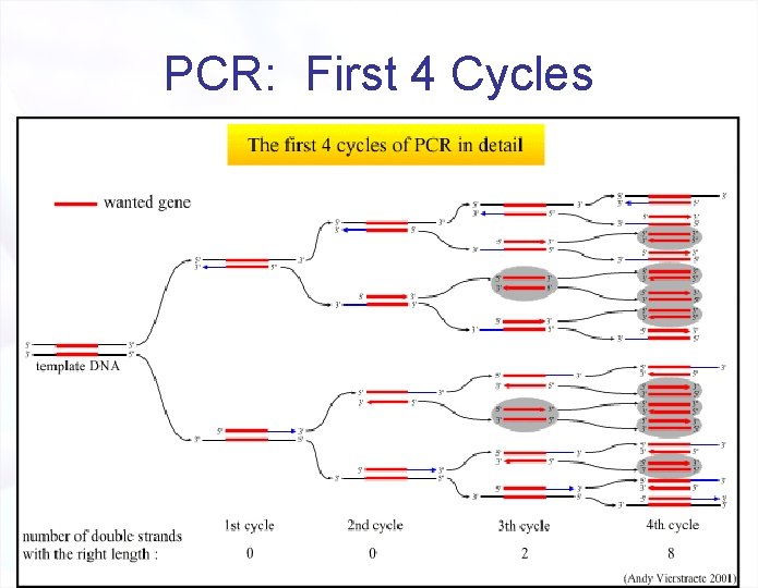 PCR: First 4 Cycles 