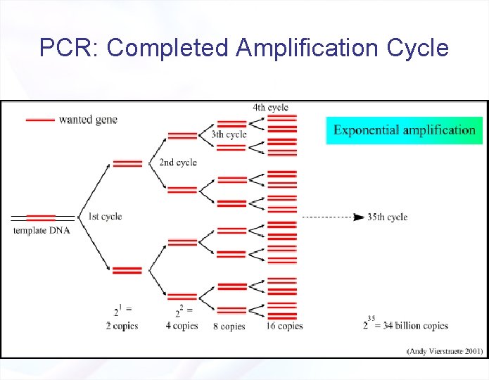 PCR: Completed Amplification Cycle 