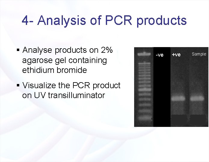 4 - Analysis of PCR products § Analyse products on 2% agarose gel containing