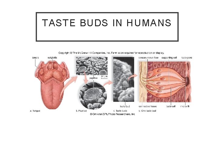 TASTE BUDS IN HUMANS 