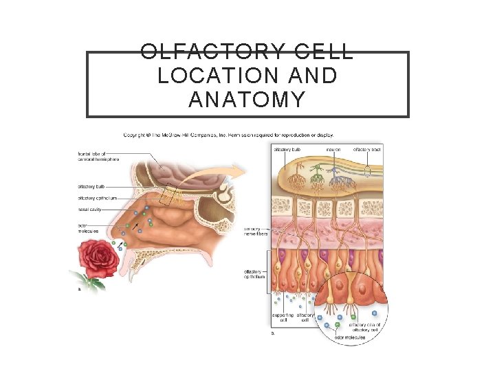 OLFACTORY CELL LOCATION AND ANATOMY 