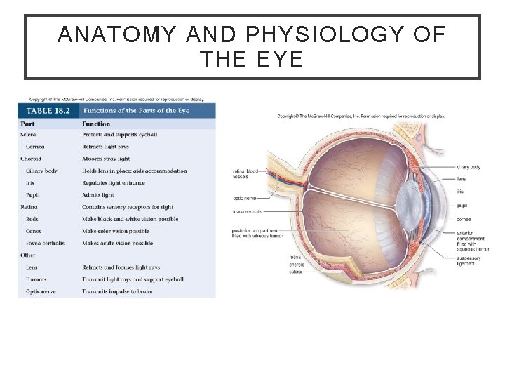 ANATOMY AND PHYSIOLOGY OF THE EYE 