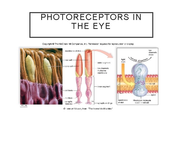 PHOTORECEPTORS IN THE EYE 