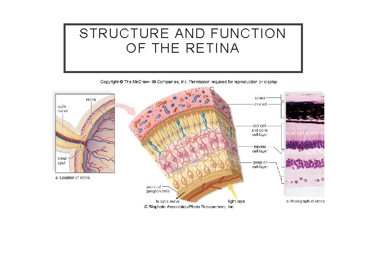 STRUCTURE AND FUNCTION OF THE RETINA 