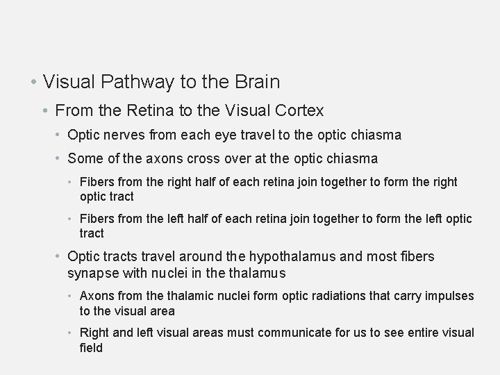  • Visual Pathway to the Brain • From the Retina to the Visual