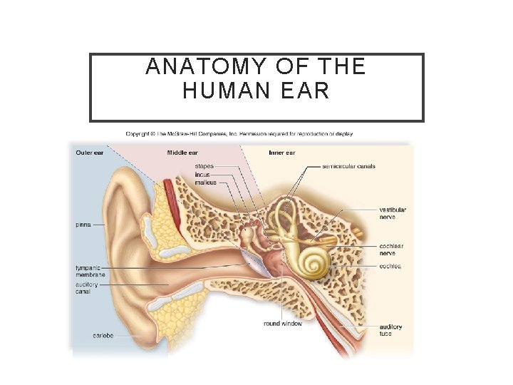 ANATOMY OF THE HUMAN EAR 