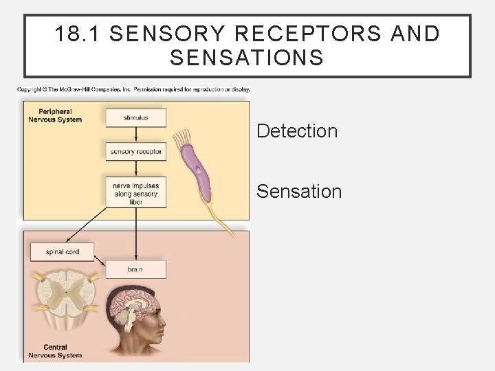 18. 1 SENSORY RECEPTORS AND SENSATIONS Detection Sensation 