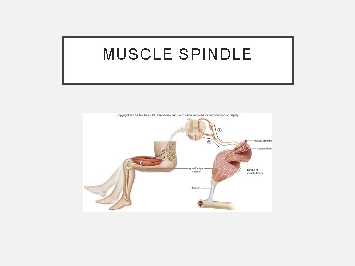 MUSCLE SPINDLE 