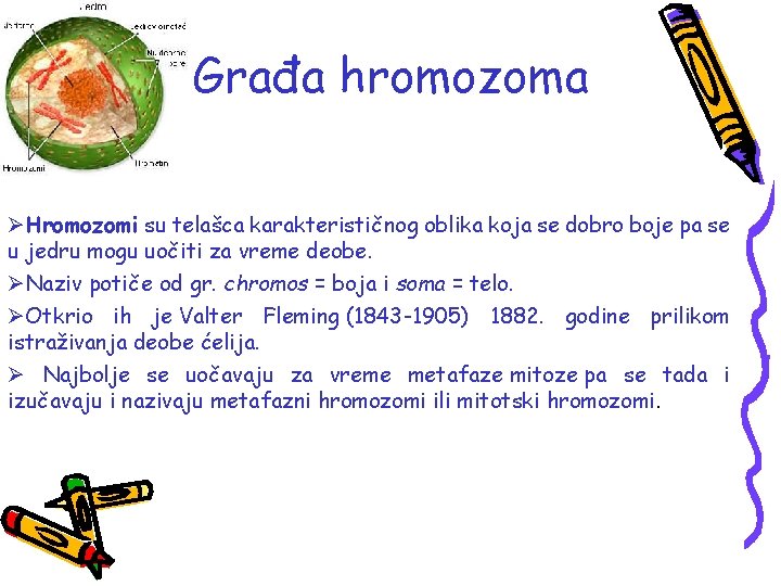 Građa hromozoma ØHromozomi su telašca karakterističnog oblika koja se dobro boje pa se u