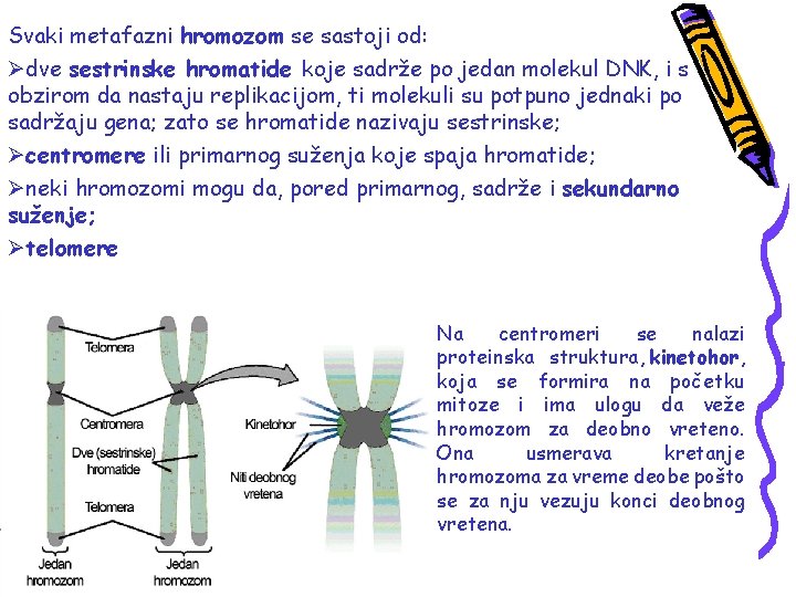 Svaki metafazni hromozom se sastoji od: Ødve sestrinske hromatide koje sadrže po jedan molekul