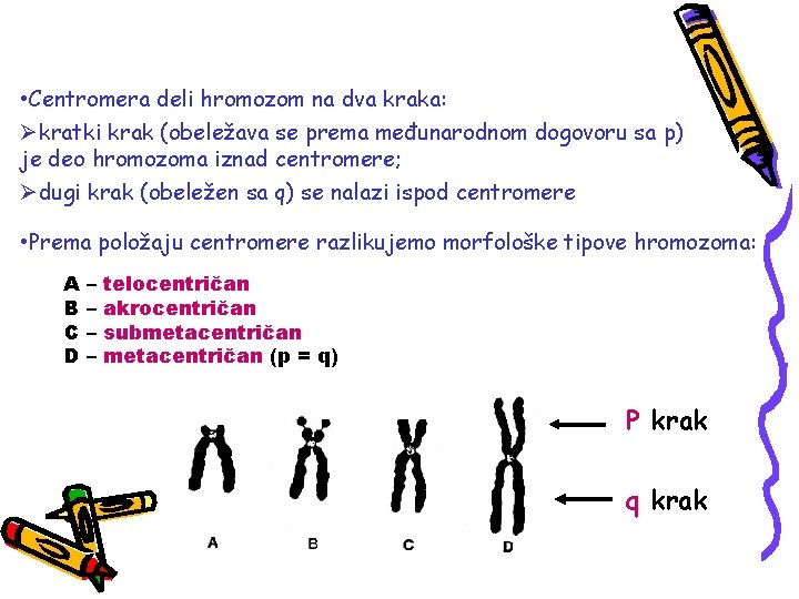  • Centromera deli hromozom na dva kraka: Økratki krak (obeležava se prema međunarodnom