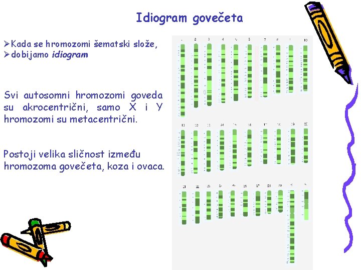 Idiogram govečeta ØKada se hromozomi šematski slože, Ødobijamo idiogram Svi autosomni hromozomi goveda su