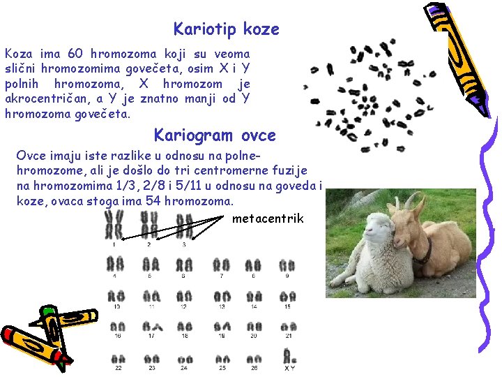 Kariotip koze Koza ima 60 hromozoma koji su veoma slični hromozomima govečeta, osim X