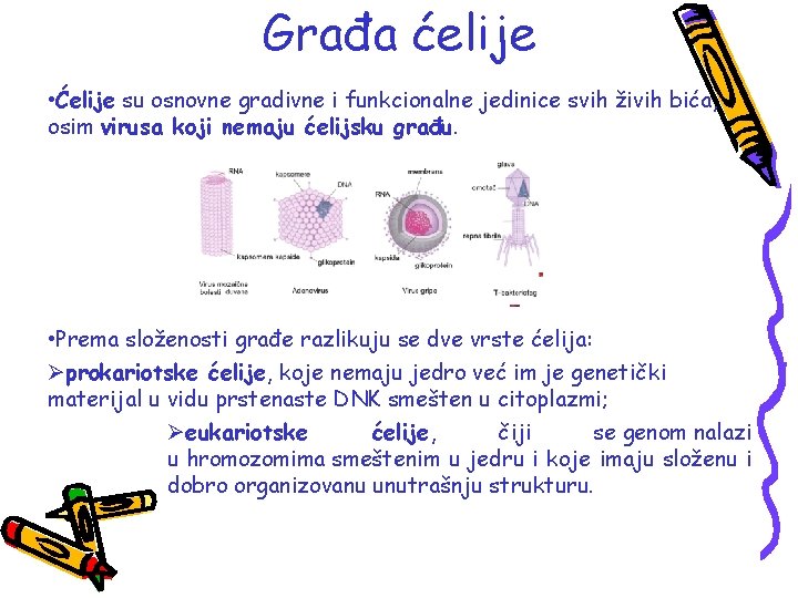 Građa ćelije • Ćelije su osnovne gradivne i funkcionalne jedinice svih živih bića, osim