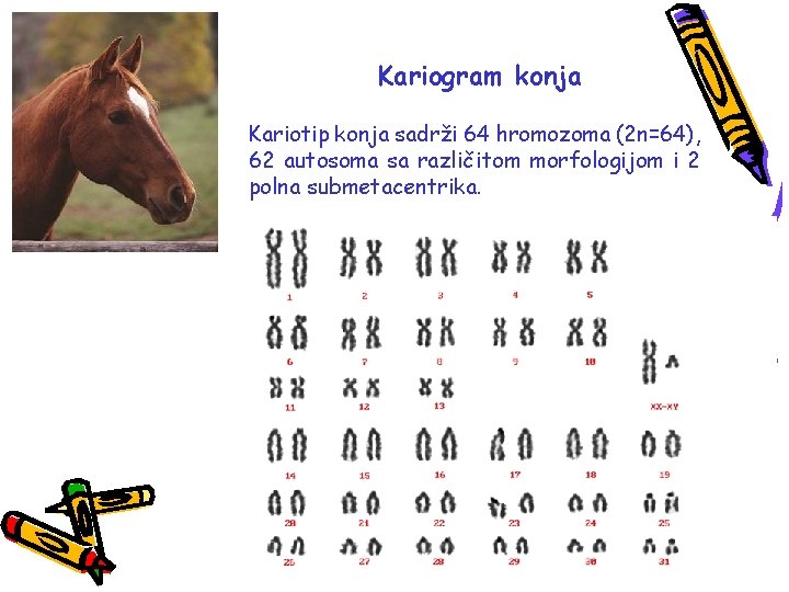Kariogram konja Kariotip konja sadrži 64 hromozoma (2 n=64), 62 autosoma sa različitom morfologijom