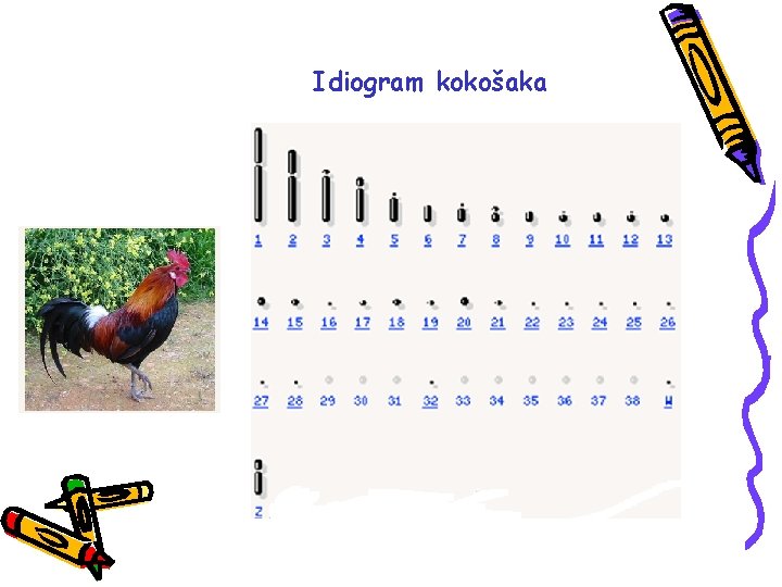 Idiogram kokošaka 