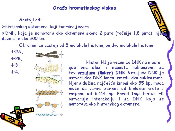 Građa hromatinskog vlakna Sastoji od: Øhistonskog oktamera, koji formira jezgro ØDNK, koja je namotana