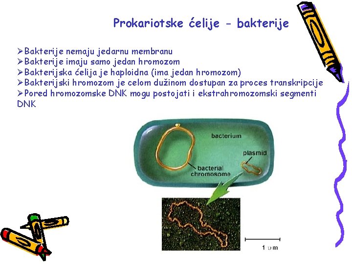 Prokariotske ćelije - bakterije ØBakterije nemaju jedarnu membranu ØBakterije imaju samo jedan hromozom ØBakterijska