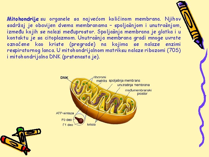 Mitohondrije su organele sa najvećom količinom membrana. Njihov sadržaj je obavijen dvema membranama –