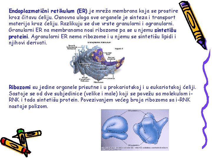 Endoplazmatični retikulum (ER) je mreža membrana koja se prostire kroz čitavu ćeliju. Osnovna uloga
