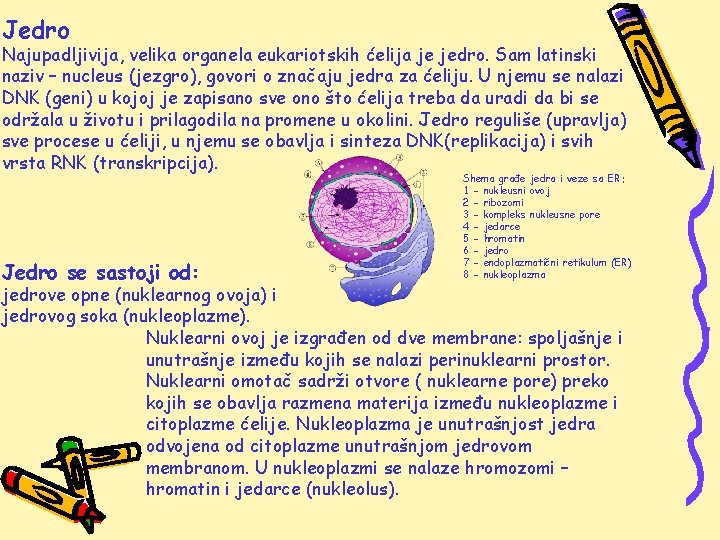 Jedro Najupadljivija, velika organela eukariotskih ćelija je jedro. Sam latinski naziv – nucleus (jezgro),