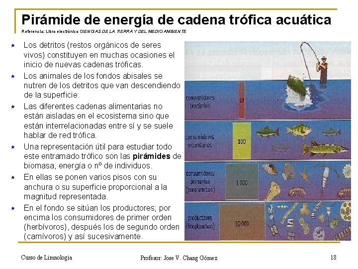 Pirámide de energía de cadena trófica acuática Referencia: Libro electrónico CIENCIAS DE LA TIERRA