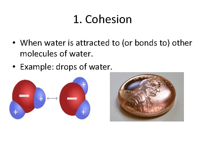 1. Cohesion • When water is attracted to (or bonds to) other molecules of 1. Cohesion • When water is attracted to (or bonds to) other molecules of