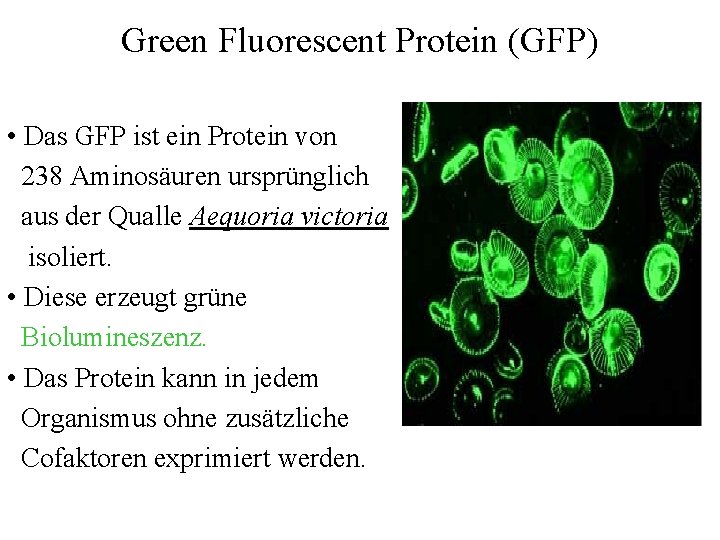 Green Fluorescent Protein (GFP) • Das GFP ist ein Protein von 238 Aminosäuren ursprünglich