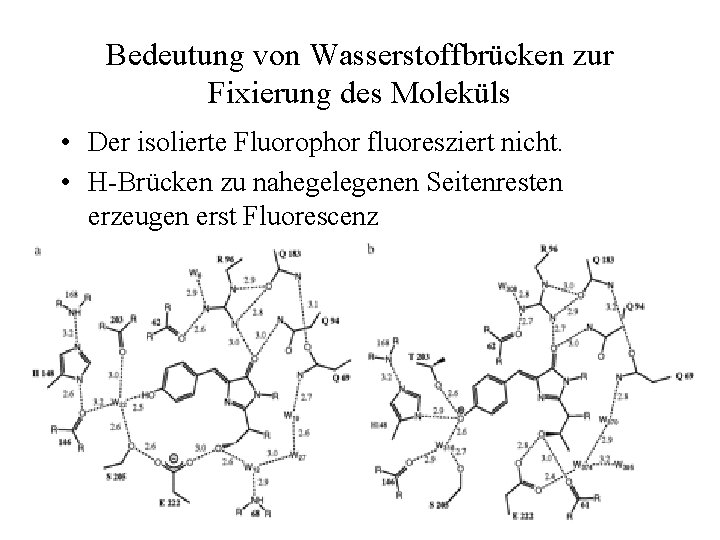 Bedeutung von Wasserstoffbrücken zur Fixierung des Moleküls • Der isolierte Fluorophor fluoresziert nicht. •