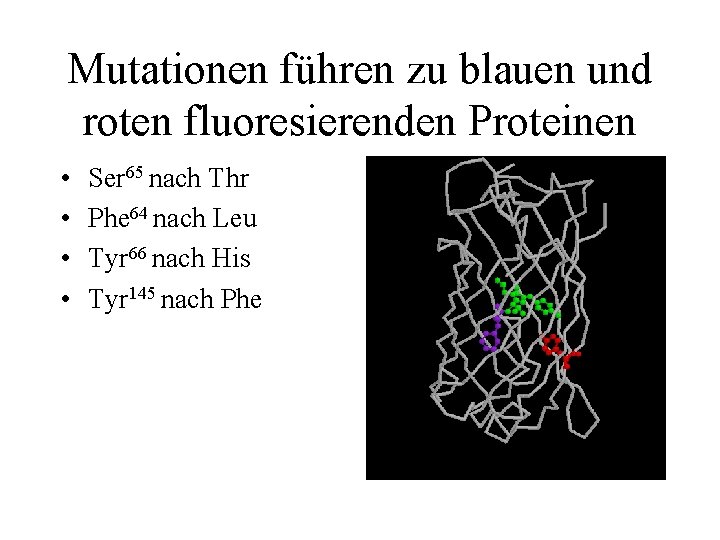 Mutationen führen zu blauen und roten fluoresierenden Proteinen • • Ser 65 nach Thr