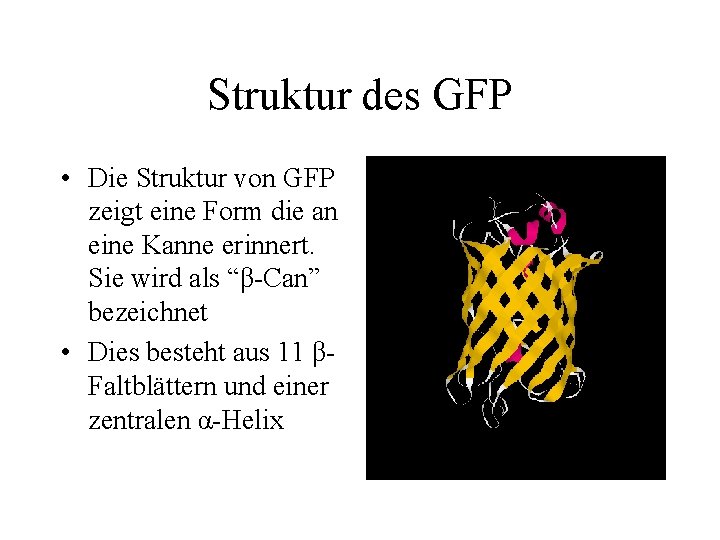 Struktur des GFP • Die Struktur von GFP zeigt eine Form die an eine