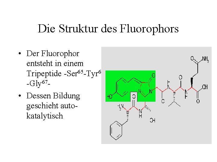 Die Struktur des Fluorophors • Der Fluorophor entsteht in einem Tripeptide -Ser 65 -Tyr