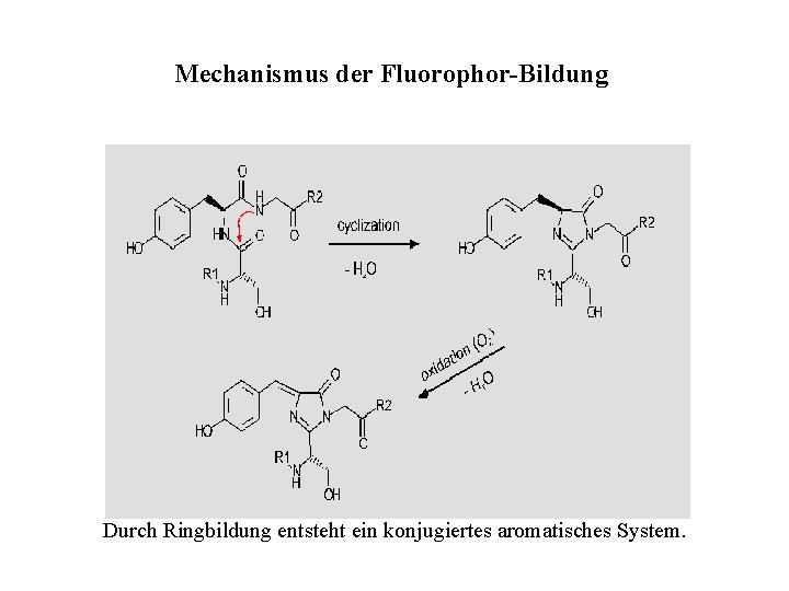 Mechanismus der Fluorophor-Bildung Durch Ringbildung entsteht ein konjugiertes aromatisches System. 