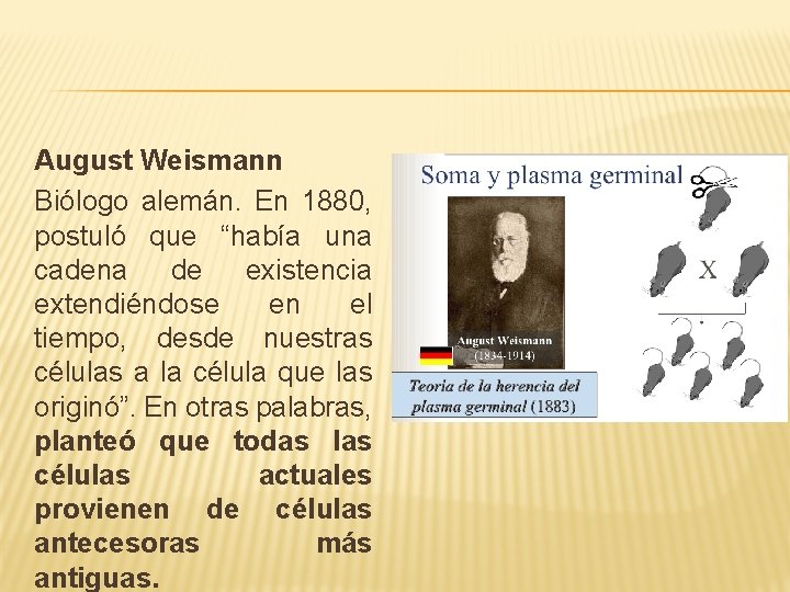 August Weismann Biólogo alemán. En 1880, postuló que “había una cadena de existencia extendiéndose