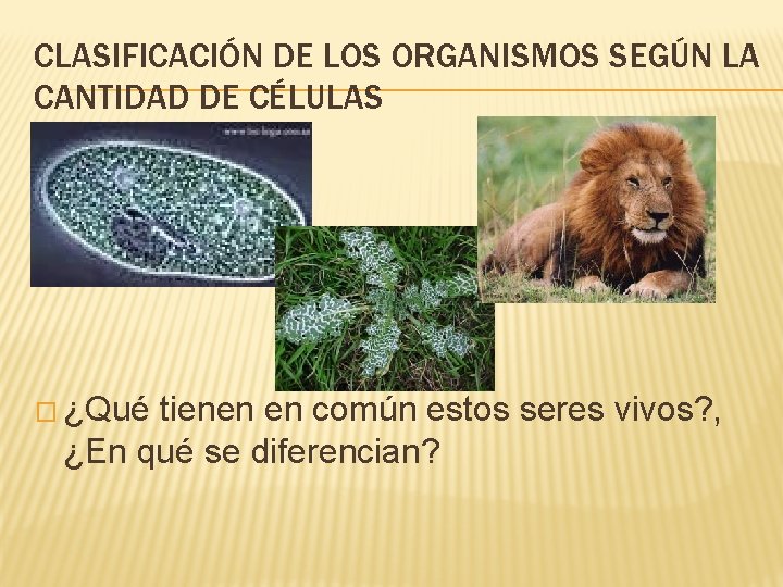 CLASIFICACIÓN DE LOS ORGANISMOS SEGÚN LA CANTIDAD DE CÉLULAS � ¿Qué tienen en común