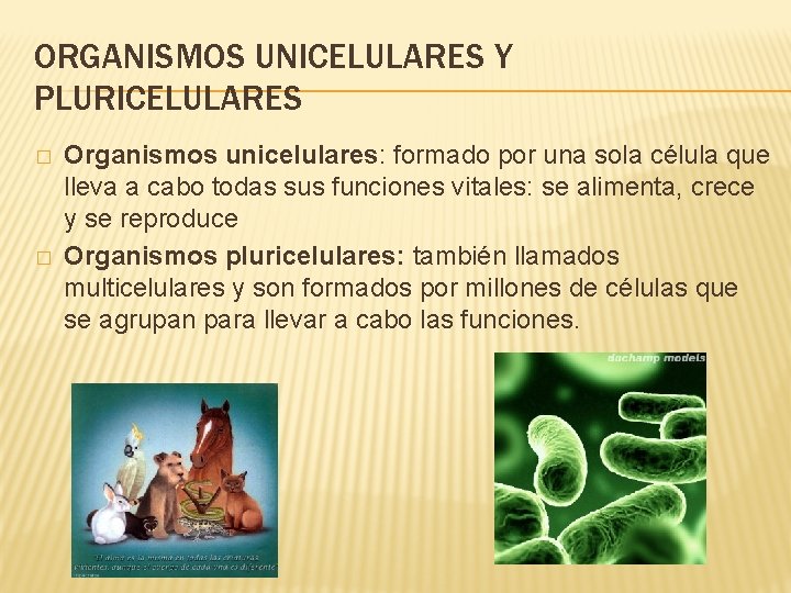 ORGANISMOS UNICELULARES Y PLURICELULARES � � Organismos unicelulares: formado por una sola célula que