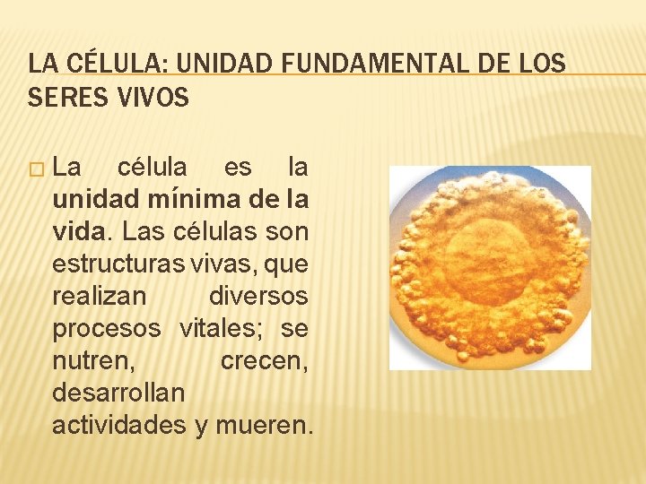 LA CÉLULA: UNIDAD FUNDAMENTAL DE LOS SERES VIVOS � La célula es la unidad