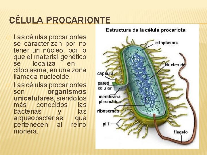 CÉLULA PROCARIONTE � � Las células procariontes se caracterizan por no tener un núcleo,