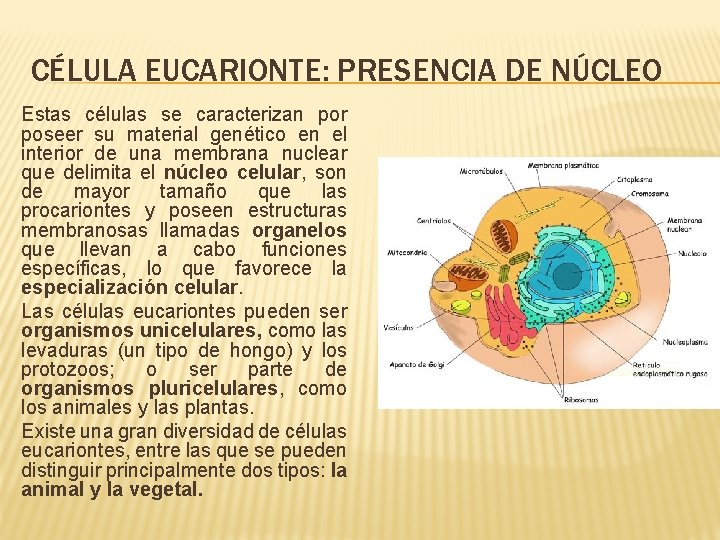 CÉLULA EUCARIONTE: PRESENCIA DE NÚCLEO Estas células se caracterizan por poseer su material genético