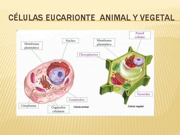 CÉLULAS EUCARIONTE ANIMAL Y VEGETAL 