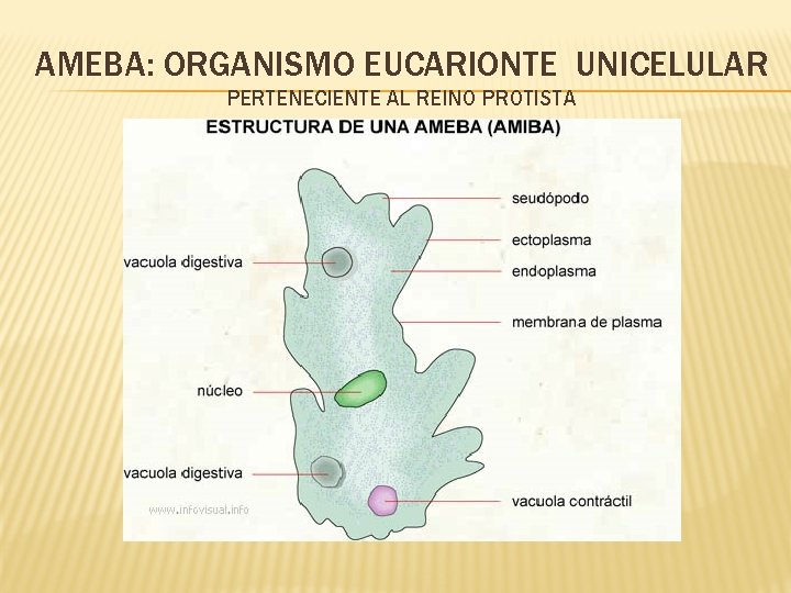 AMEBA: ORGANISMO EUCARIONTE UNICELULAR PERTENECIENTE AL REINO PROTISTA 