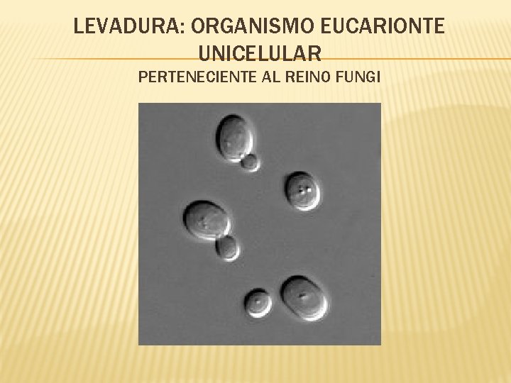 LEVADURA: ORGANISMO EUCARIONTE UNICELULAR PERTENECIENTE AL REINO FUNGI 