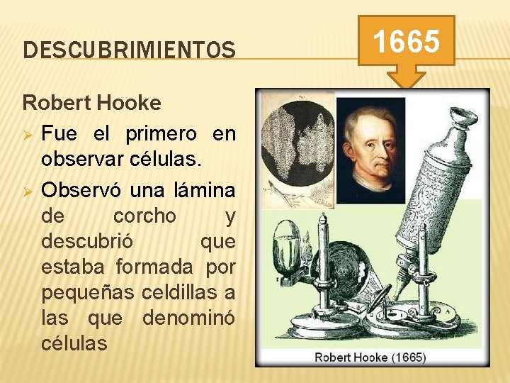 DESCUBRIMIENTOS Robert Hooke Ø Fue el primero en observar células. Ø Observó una lámina